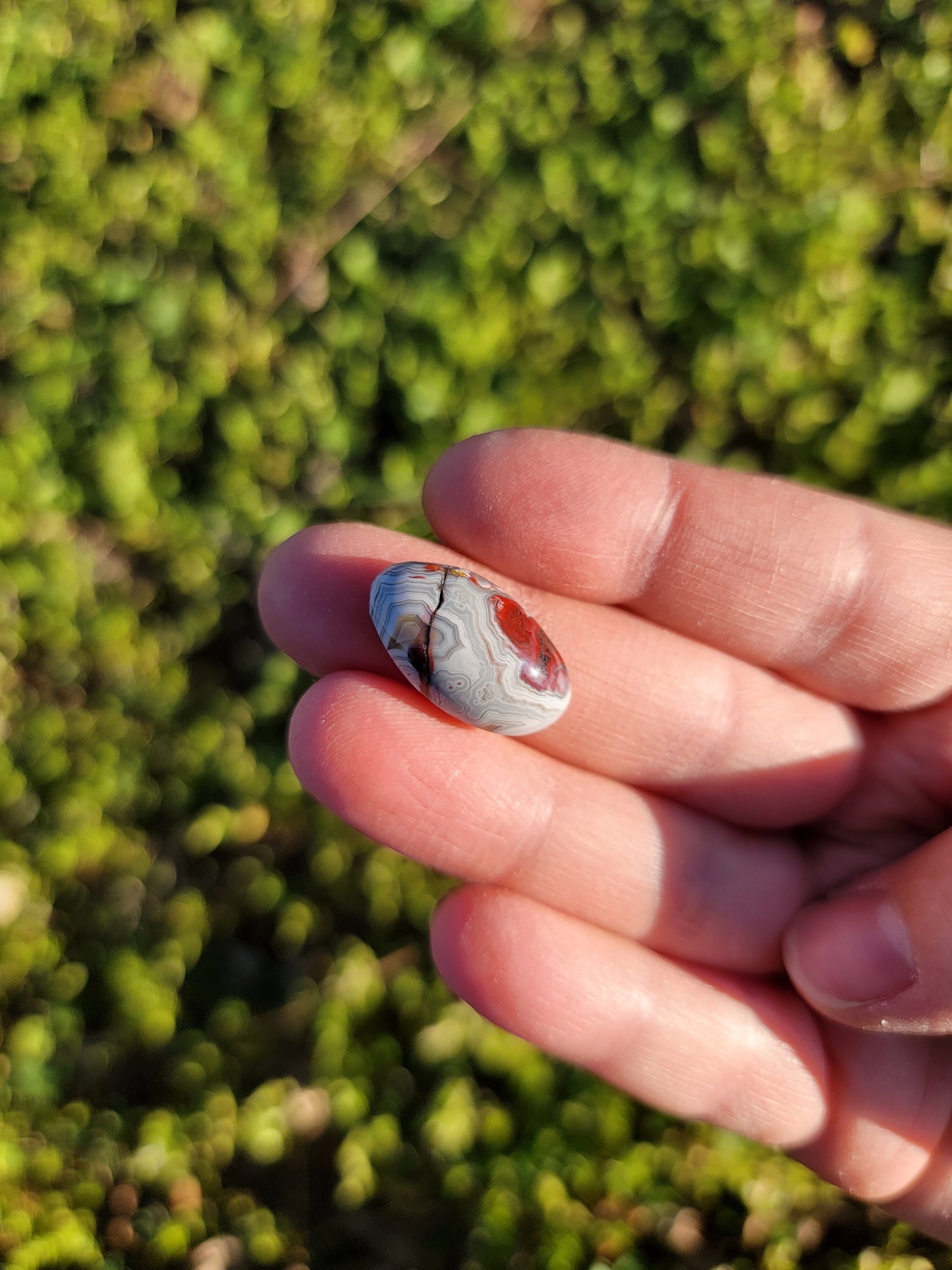 Crazy Lace Agate Cab - 20mm Oval