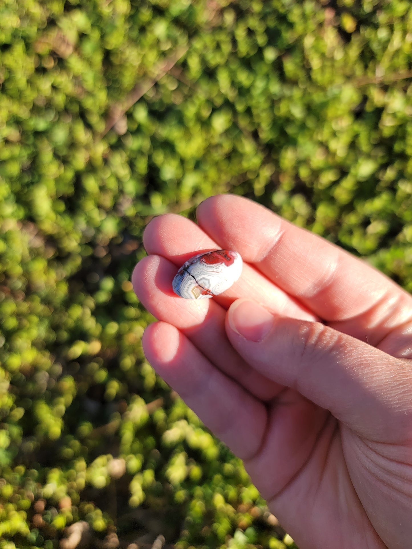 Crazy Lace Agate Cab - 20mm Oval